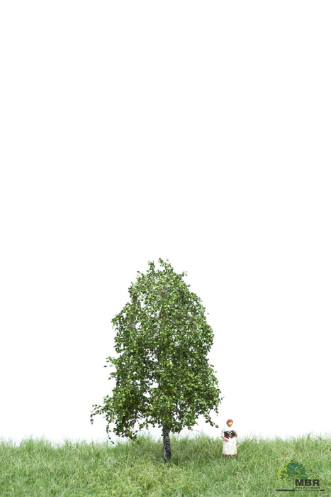 MBR 51-2101 - Boom (Berk) Groen - 6-10cm