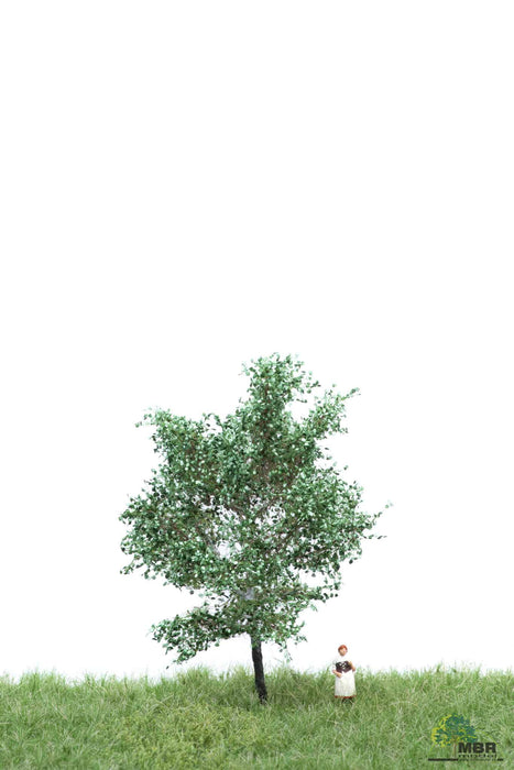 MBR 51-2105 - Boom (Populier) Groen en Wit - 6-10cm
