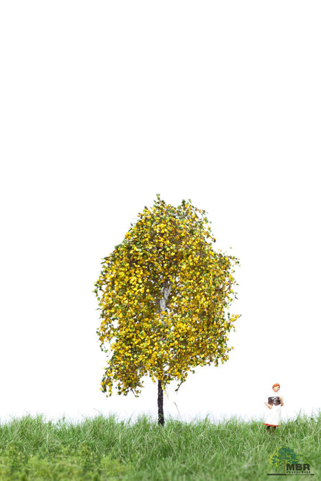 MBR 52-2101 - Boom (Berk) Herfst - 6-10cm