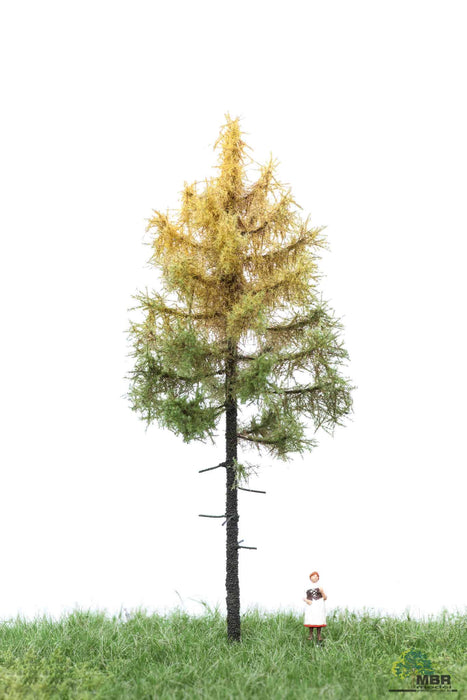 MBR 52-4202 - Boom (Boslariks) Herfst - 12-16cm