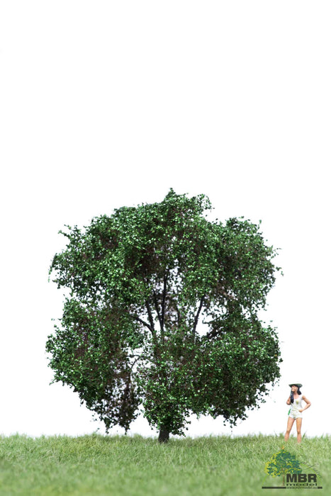 MBR 53-2404 - Apple Tree (Without Apples) - 12-16cm