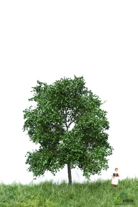 MBR 51-2102 - Boom (Berk) Groen - 6-10cm