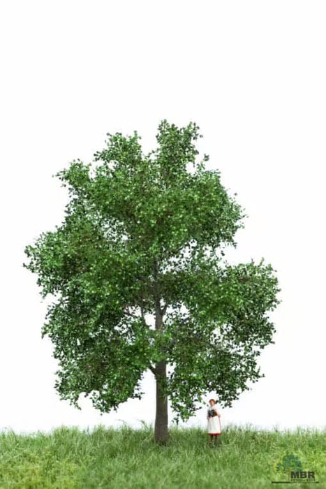 MBR 51-2202 - Boom (Berk) Groen - 12-16cm