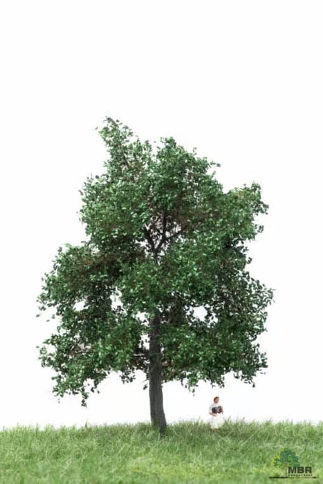 MBR 51-2203 - Boom (Eik) Groen - 12-16cm