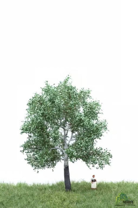 MBR 51-2205 - Boom (Witte Populier) Groen - 12-16cm