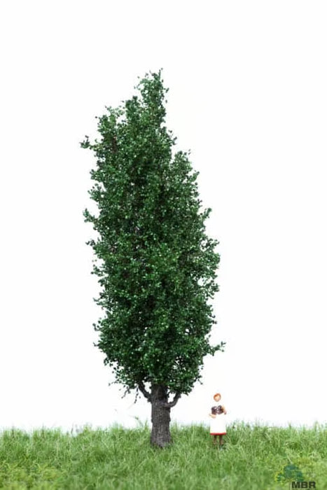 MBR 51-2207 - Boom (Italiaanse Populier) Groen - 12-16cm