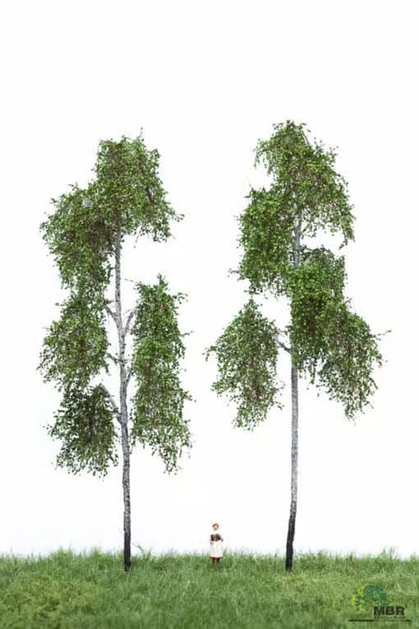 MBR 51-2313 - Stekelbos Bomen - 18-22 cm - 2 Stuks