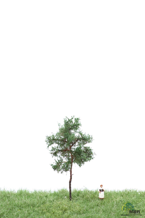 MBR 51-4104 - Boom (Den) Groen - 6-10cm