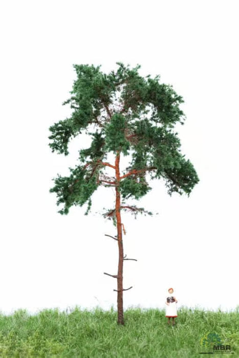 MBR 51-4204 - Boom (Den) Groen - 12-16cm