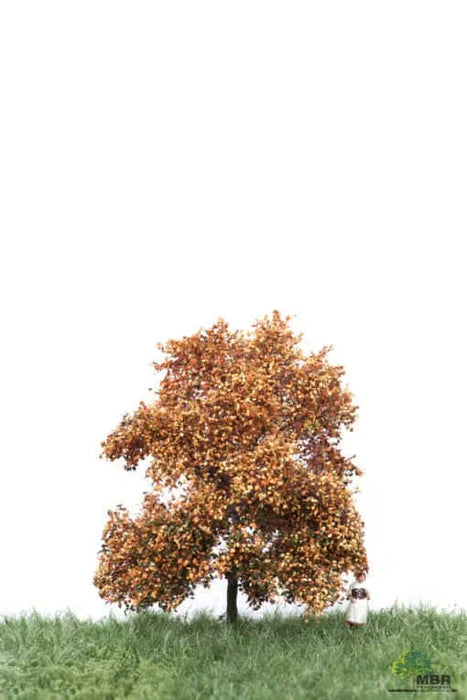 MBR 52-2102 - Boom (Beuk) Herfst - 6-10cm