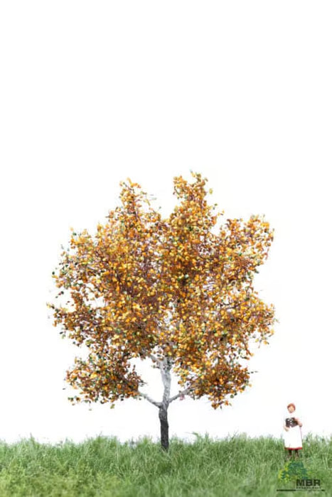 MBR 52-2105 - Boom (Witte Populier) Herfst - 6-10cm