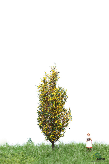 MBR 52-2107 - Boom (Italiaanse Populier) Herfst - 6-10cm