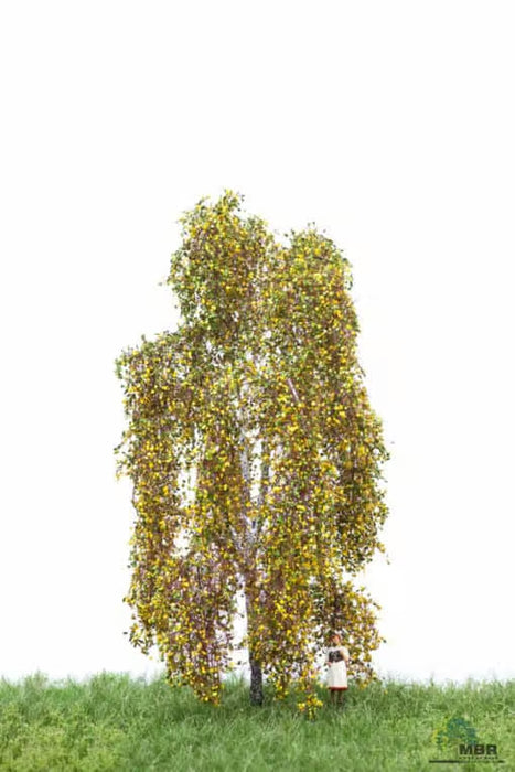 MBR 52-2201 - Boom (Berk) Herfst - 12-16cm