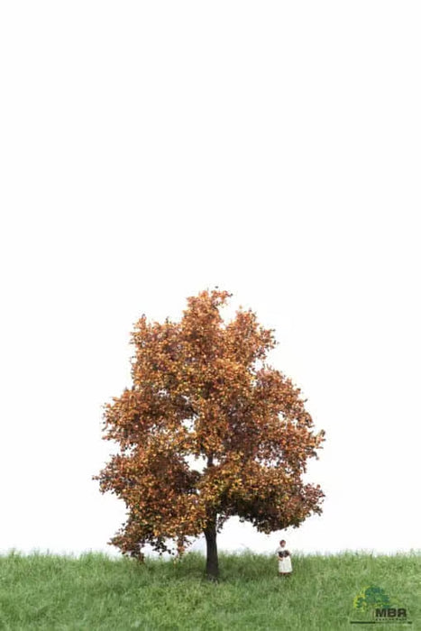 MBR 52-2202 - Boom (Beuk) Herfst - 12-16cm