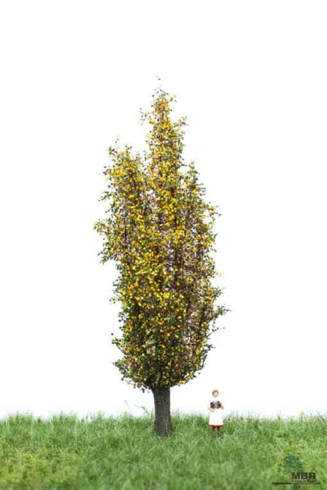 MBR 52-2207 - Boom (Italiaanse Populier) Herfst - 12-16cm