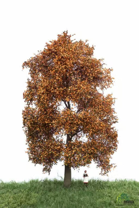 MBR 52-2302 - Boom (Beuk) Herfst - 18-22 cm
