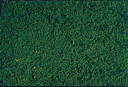 Heki 1603 - Microflor Bladvlies 28 x 14 cm - Dennengroen